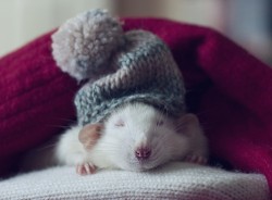 polarmouse profile photo