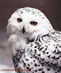 Owllady profile photo