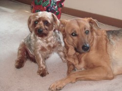 tichester profile photo