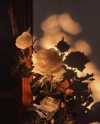 coolbean33 profile photo