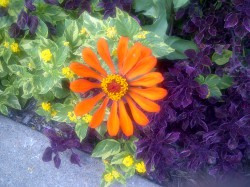 crabcake profile photo