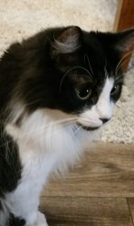 foesracing profile photo