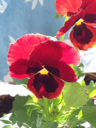 catowilson profile photo